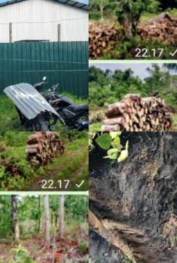 Perusahaan Pabrik Kelapa CV. Tani Kelapa Jaya di Nias Utara Diduga Menampung Penjualan Kayu Secara Ilegal Dari Masyarakat Sekitar